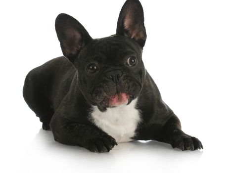 french bulldog with silly expression on white background