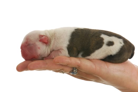 newborn puppy - hand holding english bulldog puppy - four hours old