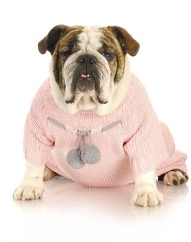 dog wearing sweater - english bulldog female with pink coat on white background