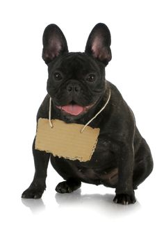 french bulldog wearing cardboard sign around neck on white background
