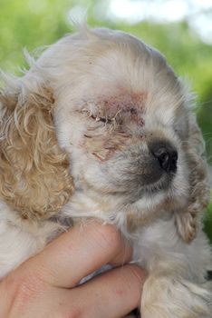 veterinary care - cocker spaniel puppy one day post-op from having eye removed - congenital glaucoma 