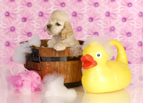 dog bath - american cocker spaniel in wash tub full of bubbles with rubber duck