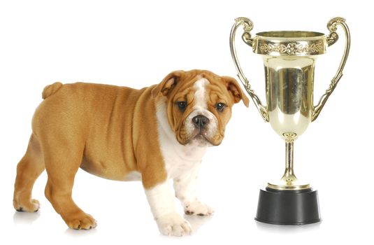 puppy with trophy -english bulldog standing beside large trophy