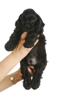 cute puppy - hand holding black american cocker spaniel puppy - 6 weeks old