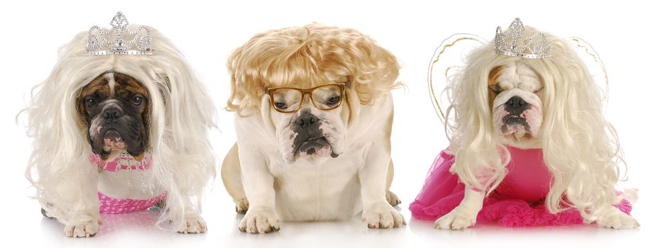 three divas - english bulldogs with sour expressions wearing female clothing on white background