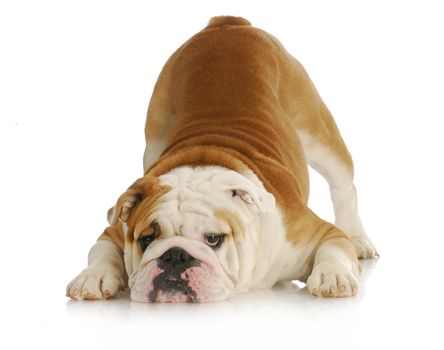 playful dog - english bulldog with reflection on white background