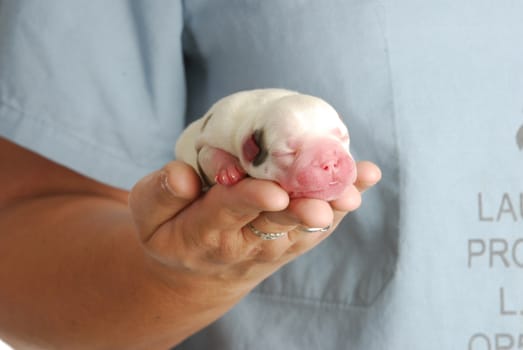 veterinary care - vet holding four hour old puppy in hand 