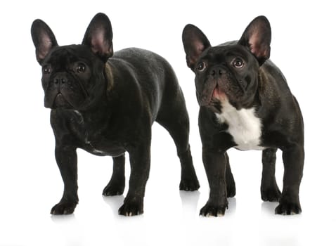 two dogs - french bulldog litter mates standing on white background