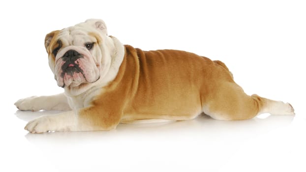 dog stretched out laying down - english bulldog - 2 years old