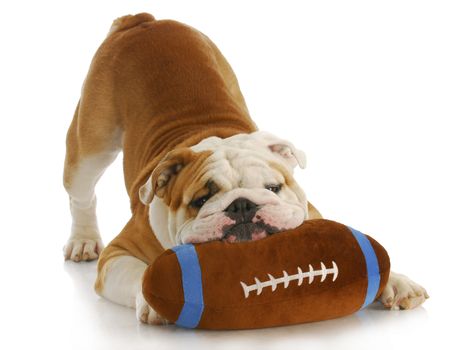 playful dog - english bulldog with stuffed football playing on white background