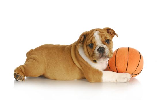 puppy playing - english bulldog puppy playing with a ball - nine weeks old