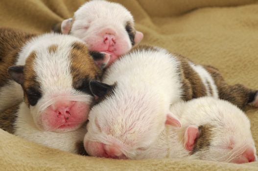 one week old litter of puppies - english bulldog