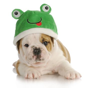 puppy frog - adorable english bulldog puppy wearing frog hat with reflection on white background