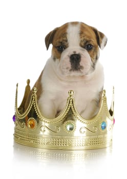 spoiled puppy - english bulldog puppy sitting inside king's crown with reflection on white background
