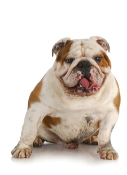 dirty dog - english bulldog muddy from playing outside on white background