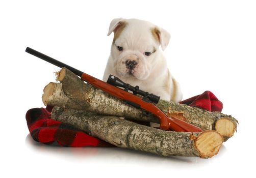 hunting dog - english bulldog puppy sitting behind wooden logs with shotgun 