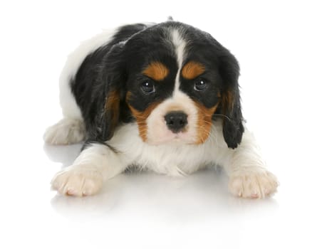 cute puppy - tri-color cavalier king charles spaniel puppy laying down looking at viewer - 6 weeks old