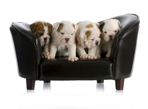 litter of english bulldog puppies sitting on a dog couch with reflection on white background