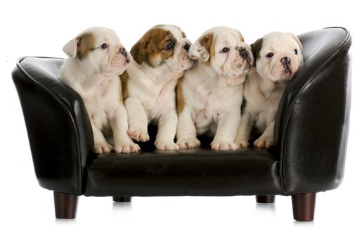 litter of english bulldog puppies sitting on a dog couch with reflection on white background