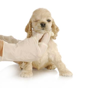 veterinary care - cocker spaniel puppy one week post-op from having eye removed - congential glaucoma