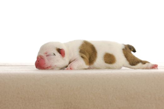 newborn puppy - english bulldog male four days old 