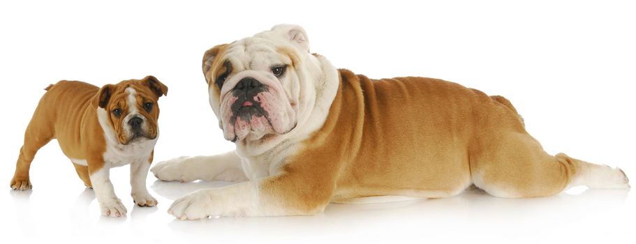 adult and puppy dog - english bulldog on white background