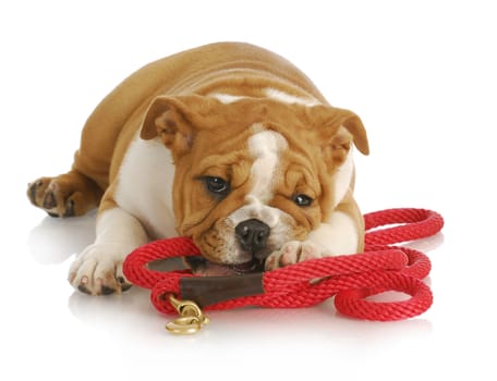 naughty puppy - english bulldog puppy chewing on red leash - 8 weeks old