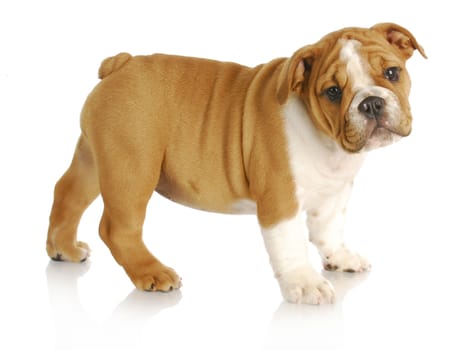 cute puppy - english bulldog puppy standing looking at viewer on white background - nine weeks old