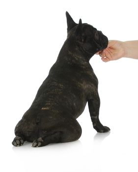hand holding on chin of french bulldog puppy sitting looking at owner