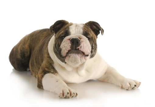 funny dog - english bulldog with silly expression on white background