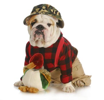 hunting dog - english bulldog dressed up like a hunter on white background