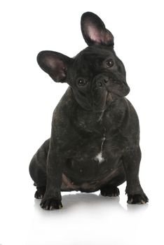 french bulldog sitting with reflection on white background 