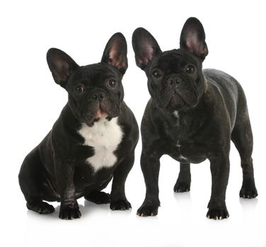 litter mates - two french bulldog puppies with reflection on white background