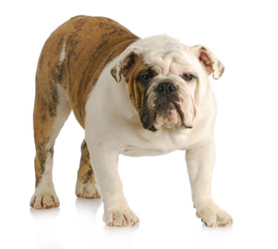 english bulldog standing looking at viewer with reflection on white background