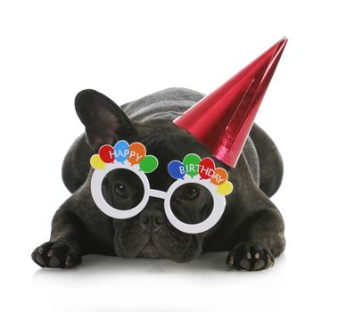 birthday dog - french bulldog wearing happy birthday glasses and hat on white background