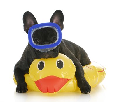 dog swimming - french bulldog wearing life perserver and snorkeling mask on white background
