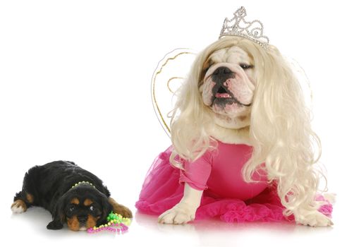 female dogs - cavalier king charles spaniel and english bulldog wearing girl clothing on white background