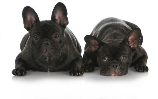 littermates - two french bulldogs isolated on white background