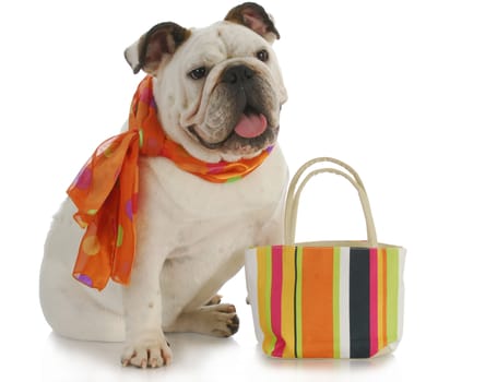 english bulldog wearing silk scarf with matching colorful purse on white background