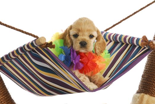 puppy vacation - cute cocker spaniel puppy wearing hawaiian lei sitting in hammock