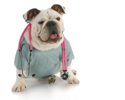 veterinary care- english bulldog doctor with stethoscope