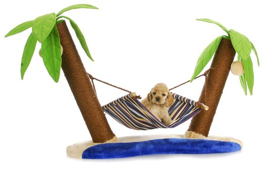 puppy relaxing - american cocker spaniel puppy laying in a hammock between two palm trees - 6 weeks old