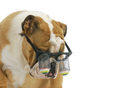 funny dog wearing glasses - english bulldog wearing silly google eye glasses on white background