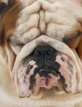 ugly dog - wrinkled english bulldog face with sour looking expression