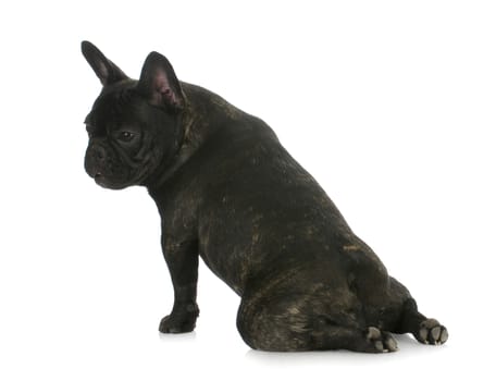 french bulldog sitting with legs flipped backwards - this is characteristic of this breed