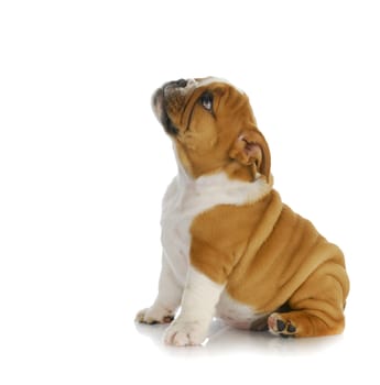 adorable puppy - english bulldog puppy sitting looking up on white background - 8 weeks old