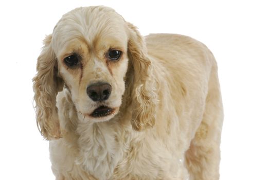 american cocker spaniel on white background