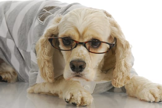 smart dog - american cocker spaniel wearing reading glasses 