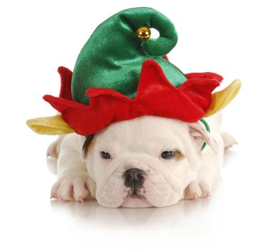puppy elf - english bulldog dressed up like christmas elf on white background