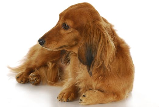 cute dog - long haired dachshund laying down looking off to the side on white background